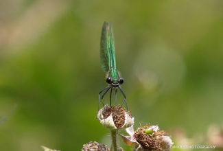 BANDED DEMOISELLE - FEMALE  (Calopteryx splendens)